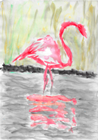 Flamingo